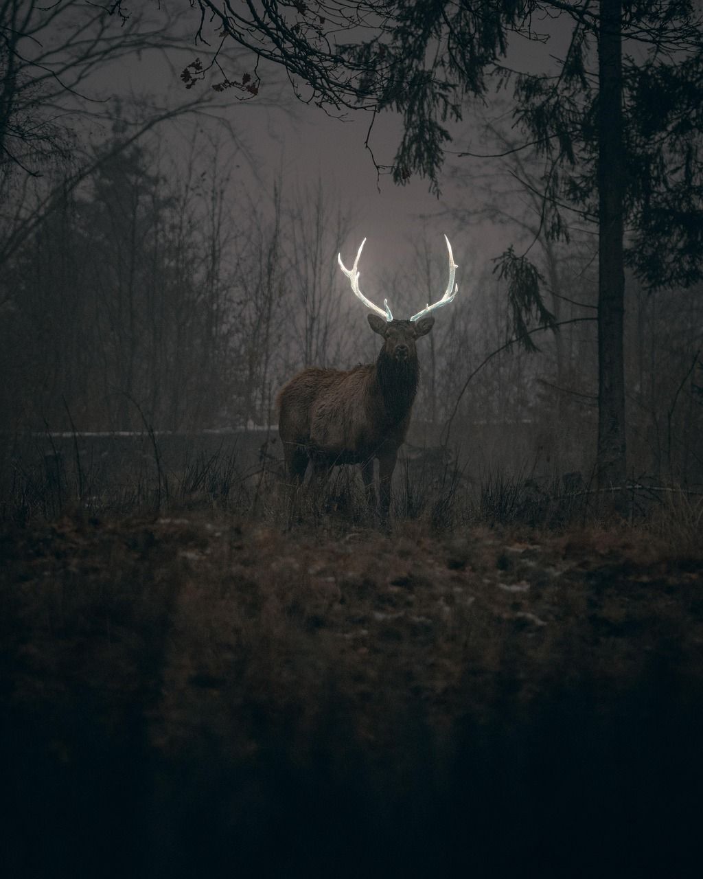 Où vivre des nuits inoubliables sous les aurores boréales ? découvrez la magie des aurores boréales, un spectacle lumineux naturel fascinant dans les régions polaires.