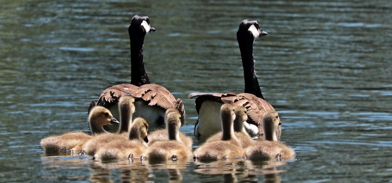 Quelles activités nautiques peut-on pratiquer en famille en Méditerranée ? découvrez des activités nautiques en famille en méditerranée, idéales pour petits et grands, alliant plaisir, aventure et détente au cœur de paysages magnifiques.