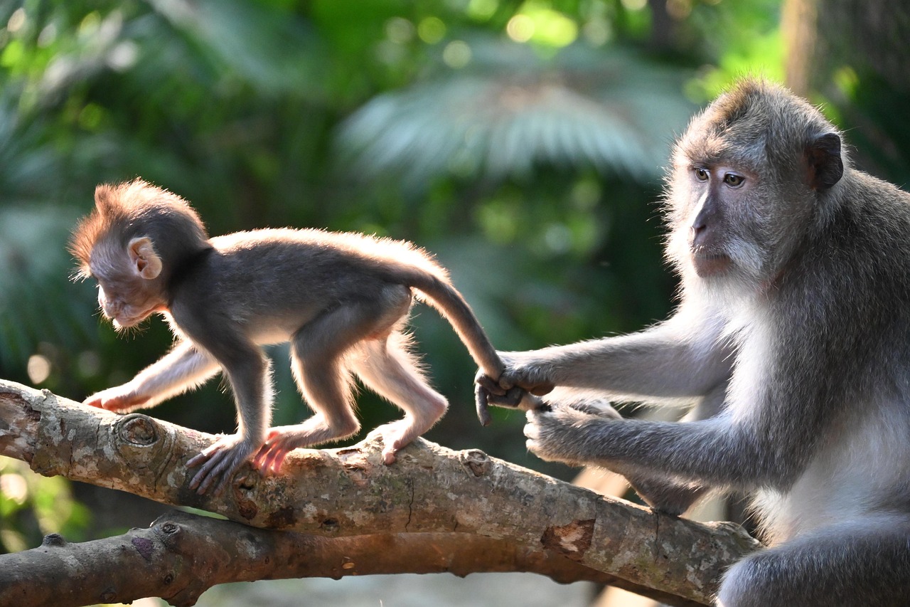 Quelles précautions prendre lors d’un voyage en famille dans un pays tropical ?