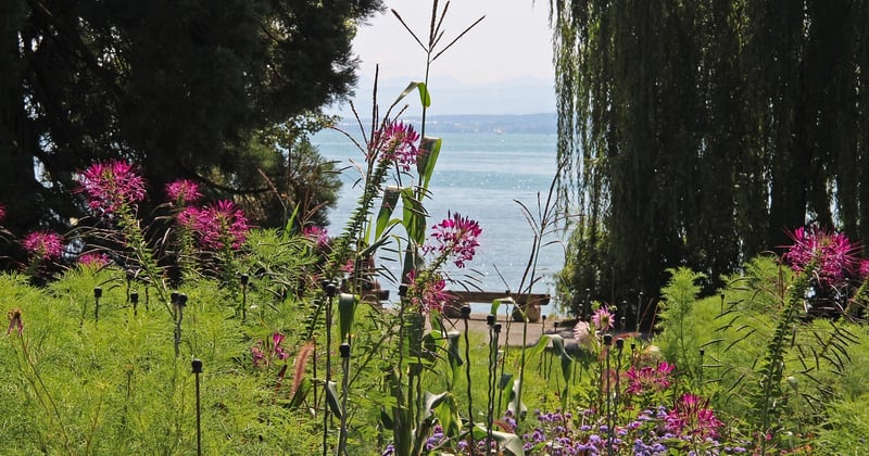 Île de Mainau : le joyau fleuri du lac de Constance à ne pas manquer