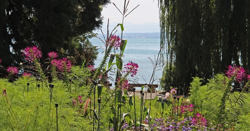 Que faire sur l'île de Mainau, concrètement